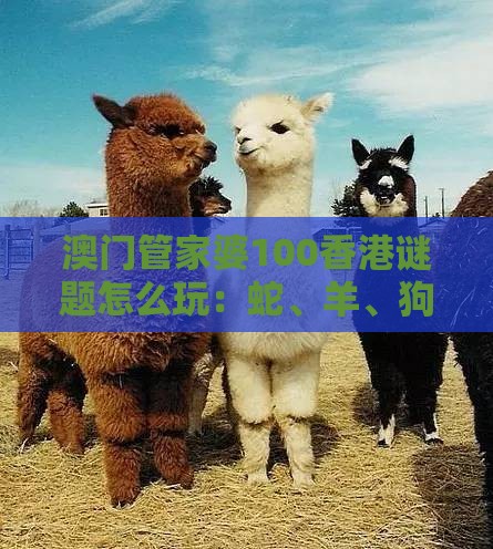 澳门管家婆100香港谜题怎么玩：蛇、羊、狗、牛，77777888888精准新传小说二勇公,澳门管家婆100精准香港谜题答案创新释义、解释与落实-拒绝虚假的承诺